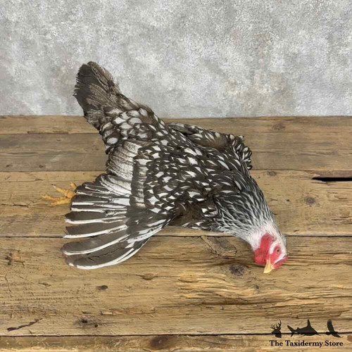 30567 silver laced - p,