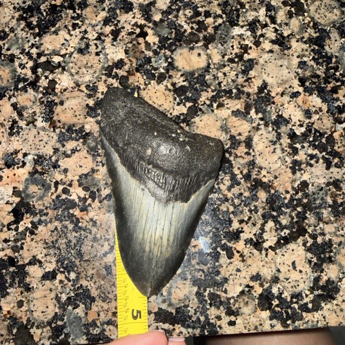 Megalodon fossil giant shark - megalodon,