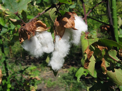 100 gossypium cotton seeds - gossypium,