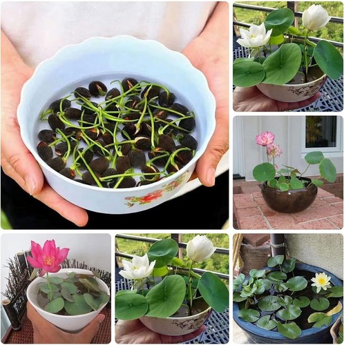 10pcs pre sprouted mixed color - pre-sprouted,