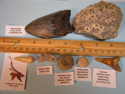 Fossils 4inch megalodon - 7, 3.4inch