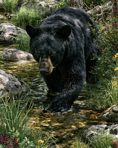 Black bear walking - bear, a