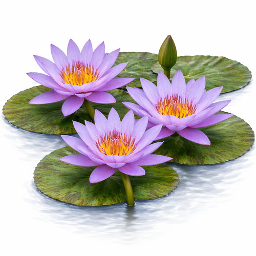 Nymphaea bagdad blue - bagdad, |
