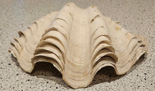 Giant white fluted - giant,