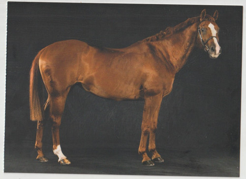 Quarter horse mare - horse,