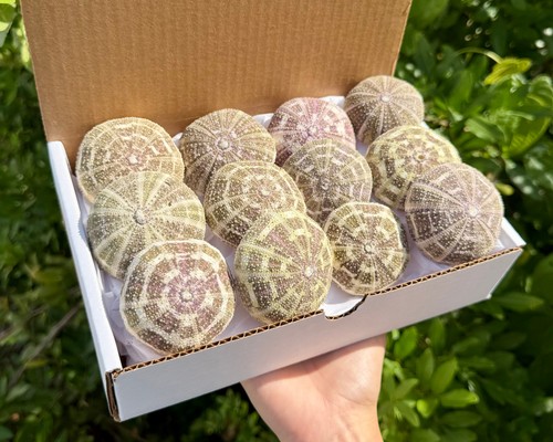 Pack gift box natural - gift,