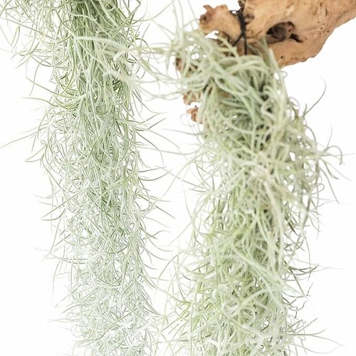 Colombian thick spanish - spanish, moss