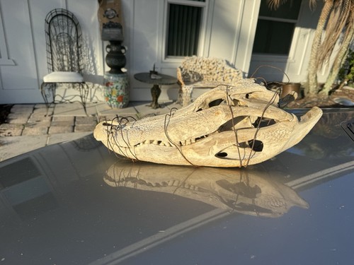 Real gator skull - real,