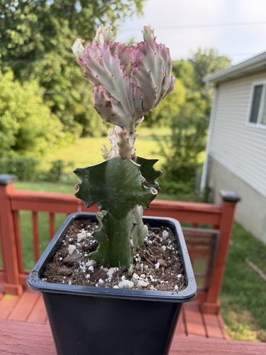 Variegated crested mermaid - variegated,