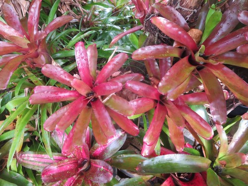 Neoregelia bromeliad fireball - neoregelia,