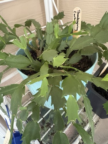 Red thanksgiving cactus - red,