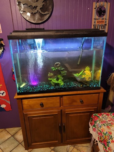 Gallon fish tank set up - tank,