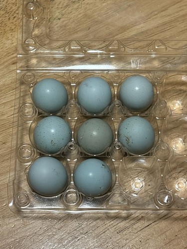 Celadon blue quail fertile - 50,
