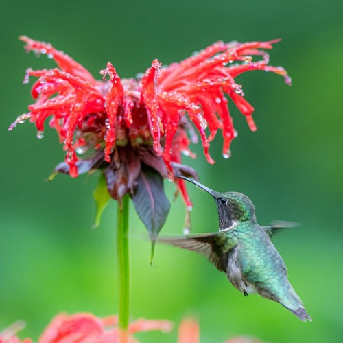 3000 bee balm scarlet - 3000+,