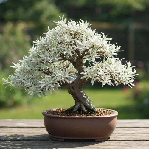 Live dwarf white willow bonsai - dwarf,