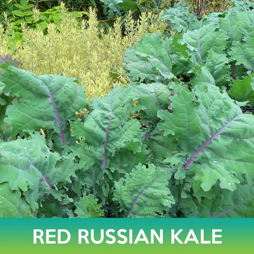 Red russian kale seeds - russian,