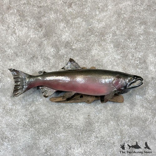 28774 25 coho salmon - #28774, e