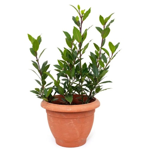 Bay leaf tree laurus - tree,, nobilis