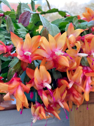 Orange christmas cactus plant - cactus,