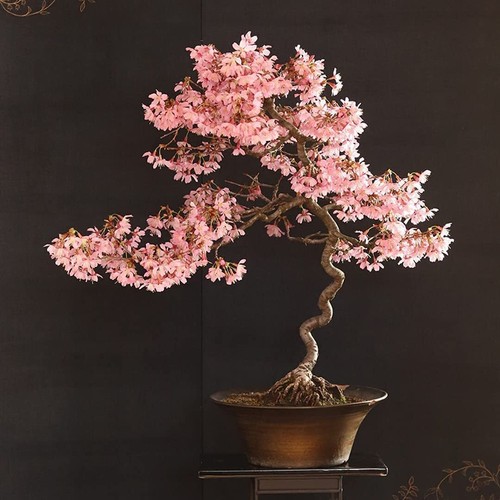 Japanese cherry bonsai tree - 20,
