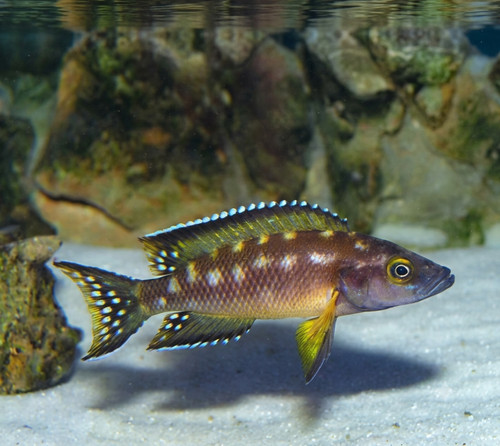 Neolamprologus buescheri blue - neolamprologus,