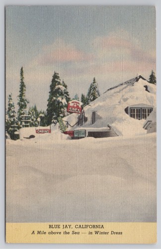 Postcard blue jay california - postcard,