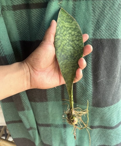 Sansevieria masoniana whale - sansevieria,