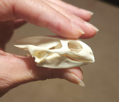 Real turtle skull taxidermy - real,
