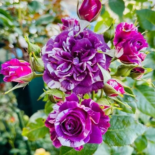 20pcs scented jewel rose - 20pcs, "scented