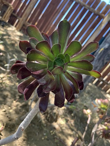 Aeonium arboreum succulent