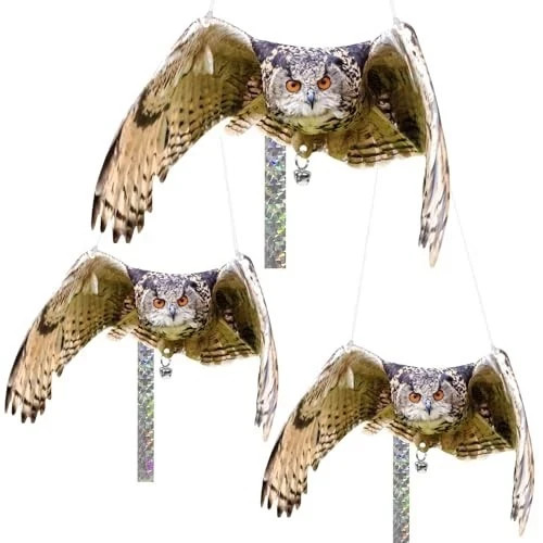 Pack owl keep birds - keep,