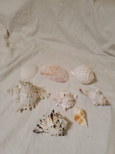 Set eight shells - of,