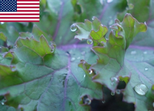 Red russian kale - russian,