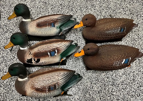 Flambeau mallard hen duck - mallard,