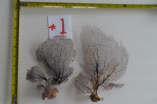 Natural sea fan coral - 2,