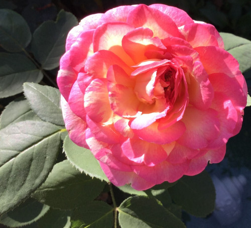 Large fragrant double delight - large-fragrant,
