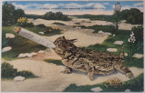 Vintage postcard texas horned - vintage,