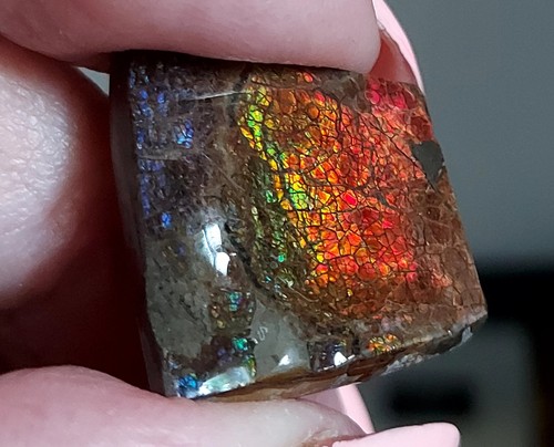 Ammolite ammonite coated - ,