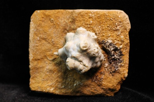 Sweet dorycrinus - sweet,