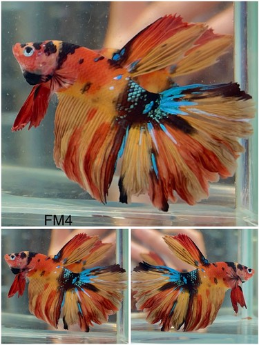 Male betta live - live, koi
