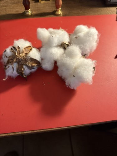 Cotton bolls 100 seeds - cotton,
