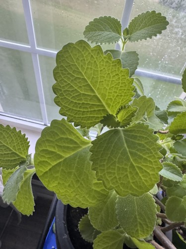 Organic cuban oregano rooted - cuban,
