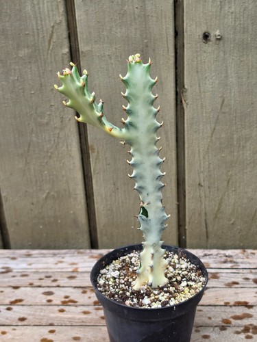 Euphorbia lactea white ghost - euphorbia,