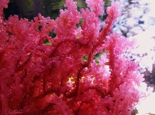 Saltwater marine aquarium - saltwater,