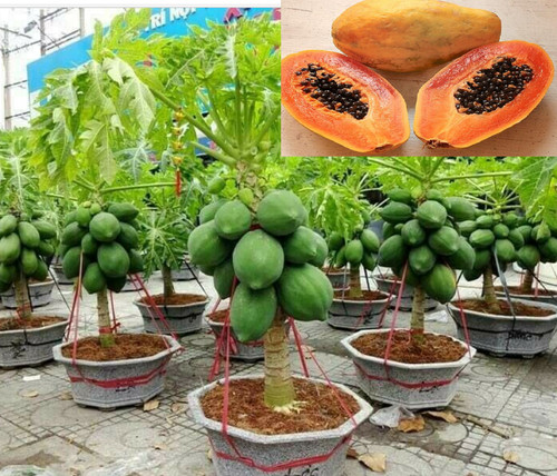 Rare dwarf thai papaya - dwarf,