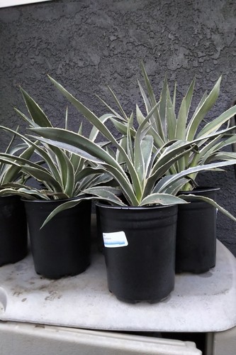 Agave angustifolia marginata - agave,