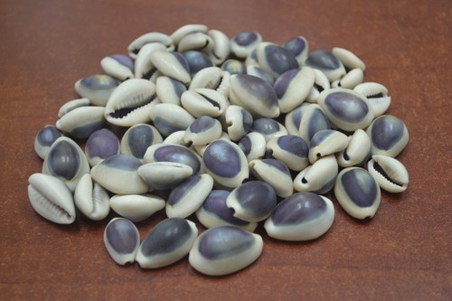 200 pcs purple top cowrie - 200,