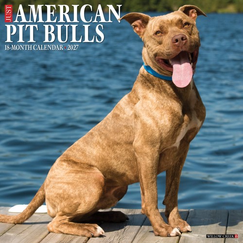 American pit bull terriers - american,