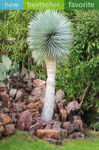 Beaked yucca tree seeds for - tree,