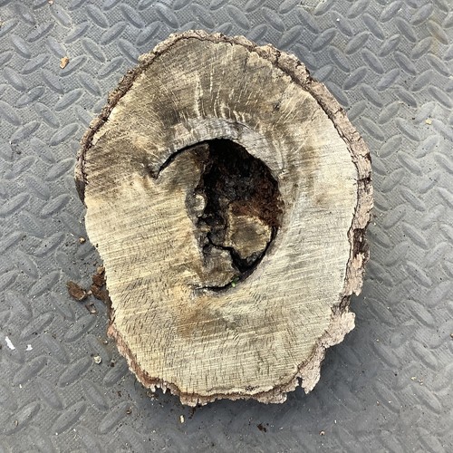 White oak knot - knot, burl